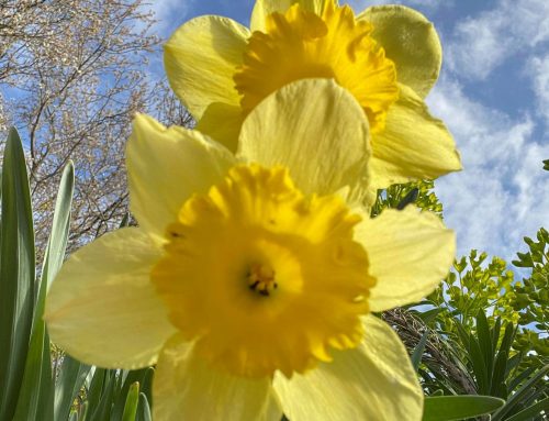 Spring flowers vs Spring cleaning